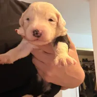 Azaria, a female Old English Sheepdog for sale in Acton, CA – Photo 2 of 5