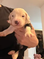 Azaria, a female Old English Sheepdog for sale in Acton, CA – Photo 2 of 5