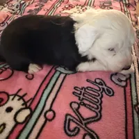 Azaria, a female Old English Sheepdog for sale in Acton, CA – Photo 5 of 5