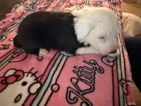 Azaria, a female Old English Sheepdog for sale in Acton, CA – Photo 5 of 5