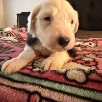 Azaria, a female Old English Sheepdog for sale in Acton, CA – Photo 1 of 5