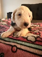 Azaria, a female Old English Sheepdog for sale in Acton, CA – Photo 1 of 5