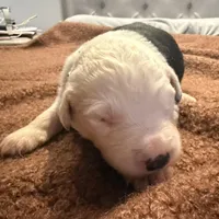 Ben, a male Old English Sheepdog for sale in Acton, CA – Photo 2 of 6