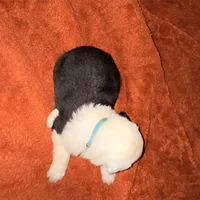 Ben, a male Old English Sheepdog for sale in Acton, CA – Photo 4 of 6