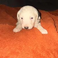 Ben, a male Old English Sheepdog for sale in Acton, CA – Photo 5 of 6