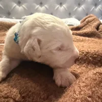 Ben, a male Old English Sheepdog for sale in Acton, CA – Photo 3 of 6