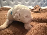 Ben, a male Old English Sheepdog for sale in Acton, CA – Photo 3 of 6