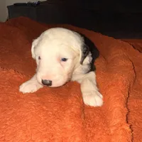 Ben, a male Old English Sheepdog for sale in Acton, CA – Photo 6 of 6