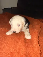 Ben, a male Old English Sheepdog for sale in Acton, CA – Photo 6 of 6