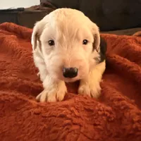 Ben, a male Old English Sheepdog for sale in Acton, CA – Photo 1 of 6