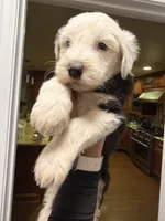 Winston, a male Old English Sheepdog for sale in Acton, CA – 2 of 3