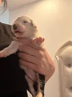 Sophie, a female Old English Sheepdog for sale in Acton, CA – Photo 2 of 4