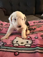 Sophie, a female Old English Sheepdog for sale in Acton, CA – Photo 1 of 4