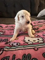 Sophie, a female Old English Sheepdog for sale in Acton, CA – Photo 4 of 4