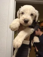 Winston, a male Old English Sheepdog for sale in Acton, CA – 3 of 3