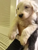 Stormi, a female Old English Sheepdog for sale in Acton, CA – 3 of 3