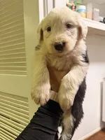 Stormi, a female Old English Sheepdog for sale in Acton, CA – 2 of 3