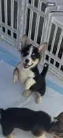 Poppy, a female Pembroke Welsh Corgi for sale in San Diego, CA – 2 of 5