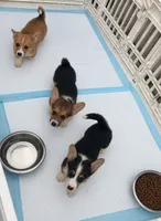 Poppy, a female Pembroke Welsh Corgi for sale in San Diego, CA – 5 of 5