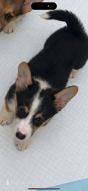 Teddy – Pembroke Welsh Corgi puppy for sale in San Diego, CA