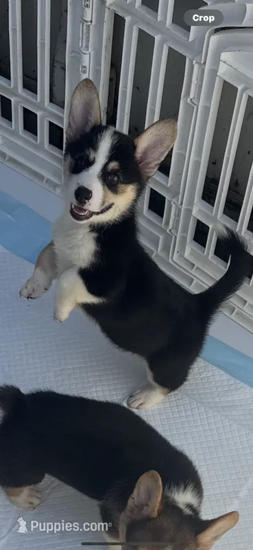 Poppy – Pembroke Welsh Corgi puppy for sale in San Diego, CA