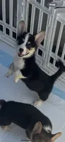 Poppy, a female Pembroke Welsh Corgi for sale in San Diego, CA – 1 of 5