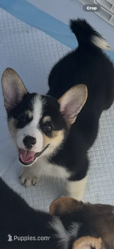 Poppy – Pembroke Welsh Corgi puppy for sale in San Diego, CA