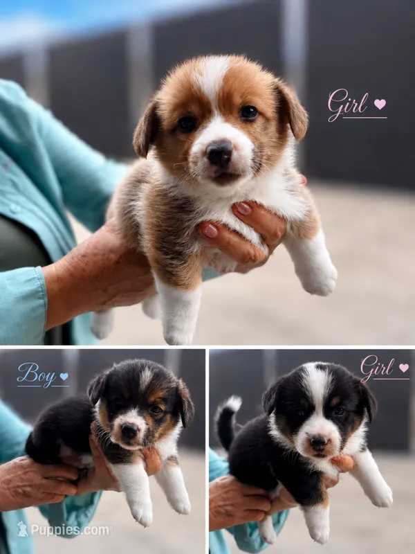 Teddy – Pembroke Welsh Corgi puppy for sale in San Diego, CA