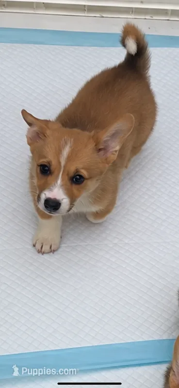 Peaches  – Pembroke Welsh Corgi puppy for sale in San Diego, CA