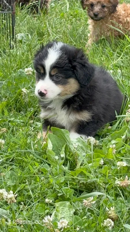 Calypso – Toy Australian Shepherd puppy for sale in Whitewater, WI