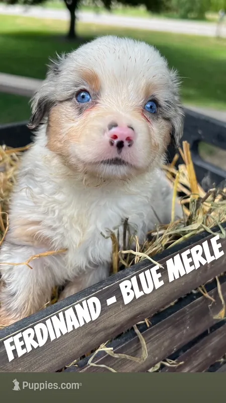 Ferdinand – Toy Australian Shepherd puppy for sale in Whitewater, WI