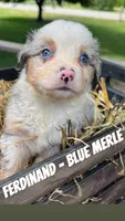 Ferdinand, a male Toy Australian Shepherd for sale in Whitewater, WI – 1 of 4
