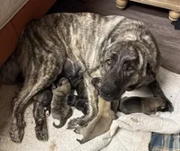 Willow - Purple, a female Anatolian Shepherd Dog and Great Pyrenees for sale in Whitewater, WI – 3 of 5