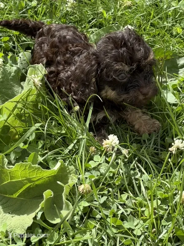Mocha - F1b Cavapoo – Cavapoo puppy for sale in Whitewater, WI