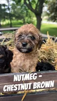 Nutmeg - F1b Cavapoo, a male Cavapoo for sale in Whitewater, WI – 1 of 4