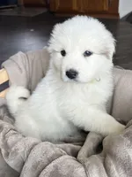 Persephone - Green, a female Great Pyrenees for sale in Whitewater, WI – Photo 1 of 10