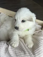 Persephone - Green, a female Great Pyrenees for sale in Whitewater, WI – Photo 5 of 10