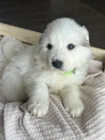 Persephone - Green, a female Great Pyrenees for sale in Whitewater, WI – Photo 4 of 10