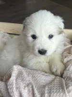 Persephone - Green, a female Great Pyrenees for sale in Whitewater, WI – Photo 2 of 10