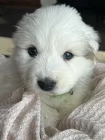 Persephone - Green, a female Great Pyrenees for sale in Whitewater, WI – Photo 3 of 10