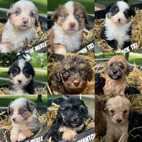 Miranda, a female Toy Australian Shepherd for sale in Whitewater, WI – 2 of 3