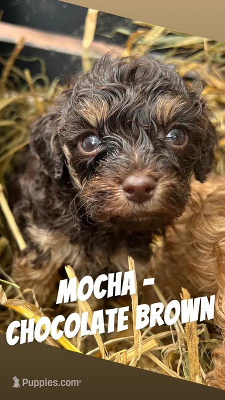 Mocha - F1b Cavapoo – Cavapoo puppy for sale in Whitewater, WI