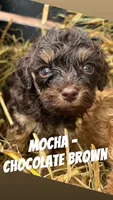 Mocha - F1b Cavapoo, a male Cavapoo for sale in Whitewater, WI – 1 of 4