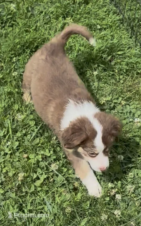Miranda – Toy Australian Shepherd puppy for sale in Whitewater, WI