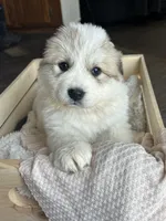 Artemis - Red, a female Great Pyrenees for sale in Whitewater, WI – Photo 3 of 3