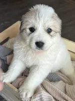 Artemis - Red, a female Great Pyrenees for sale in Whitewater, WI – Photo 2 of 3