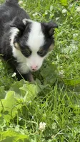 Juliet, a female Toy Australian Shepherd for sale in Whitewater, WI – 2 of 4