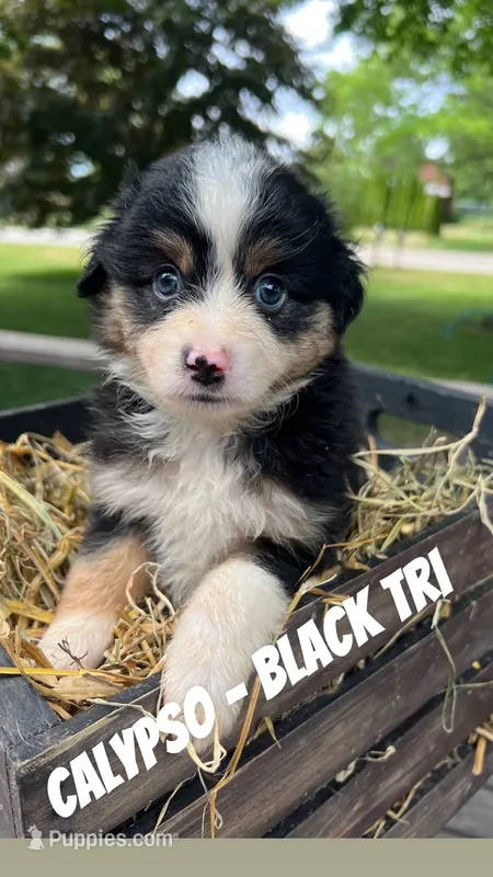 Calypso – Toy Australian Shepherd puppy for sale in Whitewater, WI