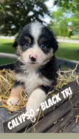 Calypso, a female Toy Australian Shepherd for sale in Whitewater, WI – 1 of 3