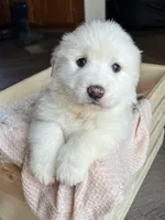 Nike - Yellow, a female Great Pyrenees for sale in Whitewater, WI – Photo 2 of 9